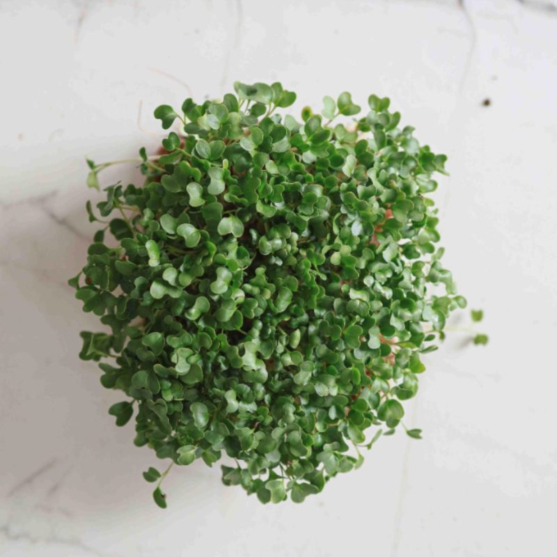 Brócoli Calabrese Orgánico