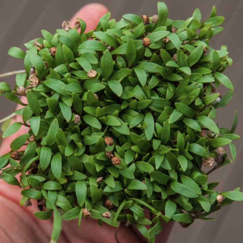 Cilantro Split Orgánico