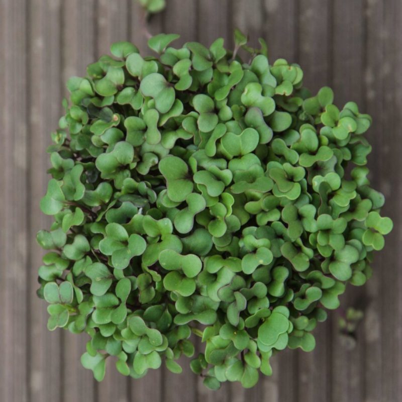 Colirrábano Rojo Orgánico