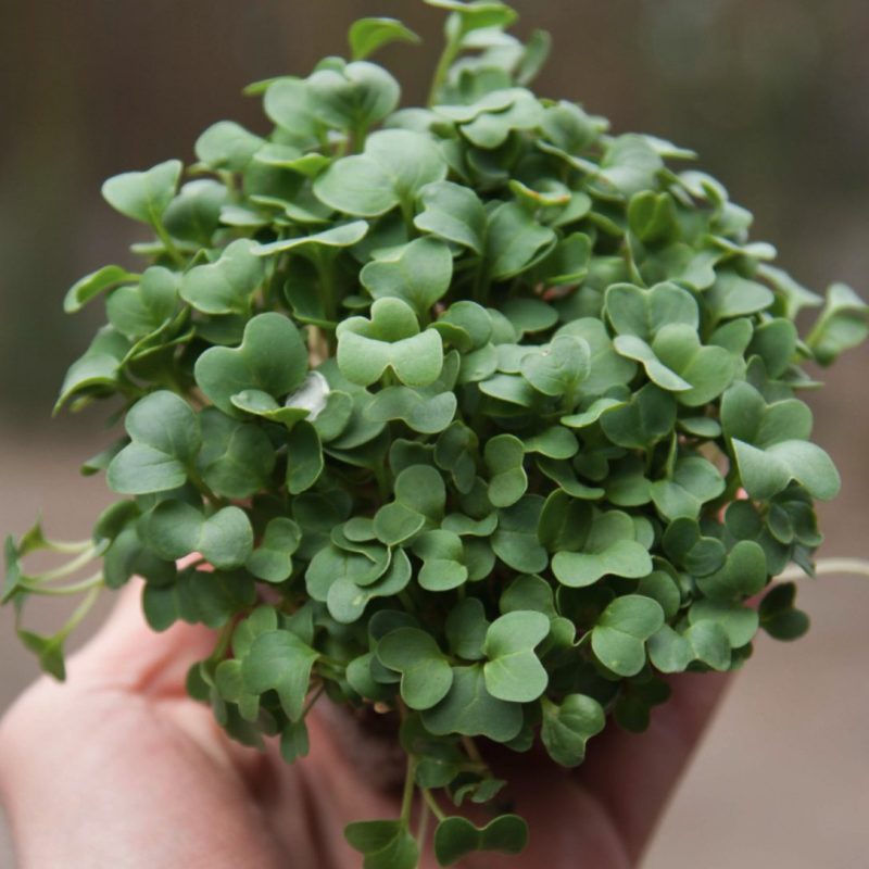 Rábano Blanco Orgánico