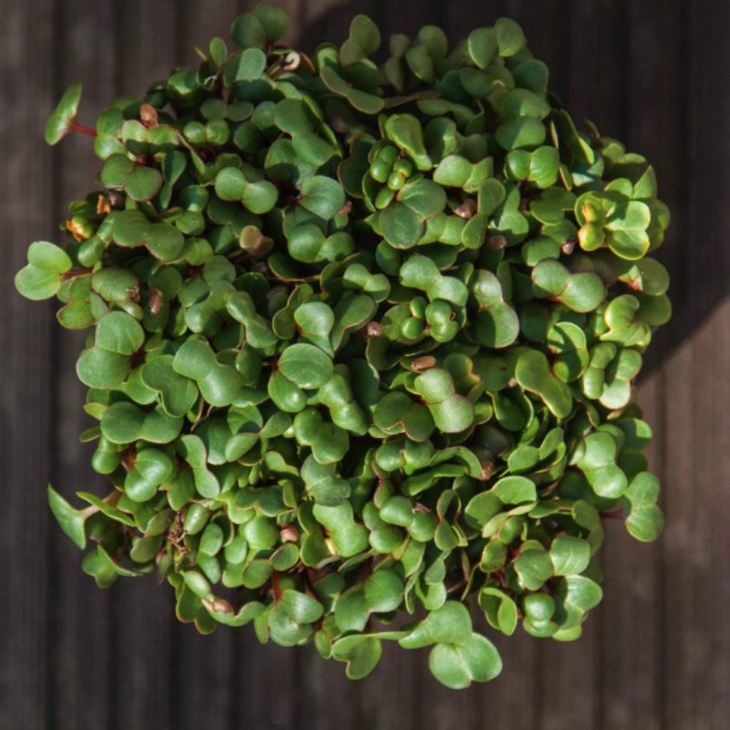 Rábano Rosa Orgánico