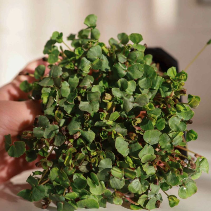 Trigo Sarraceno Orgánico