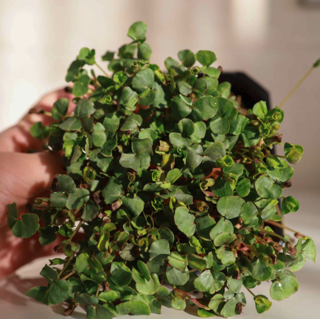 Trigo Sarraceno Orgánico