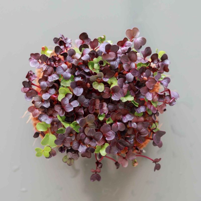 Rábano Red Rambo Orgánicos